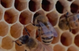 What Is the Difference Between Raw Wildflower Honey and Raw Honey? A Complete Guide