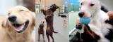 Dog Boarding San Marcos – The Paradise For Your Pet