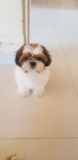 Here are some highlights about Shih Tzu puppies in Delhi ncr