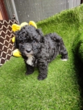 Poodles, including information about both adult dogs and puppies: