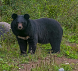 Jim Corbett National Reserve – The Nature Lover’s Heaven