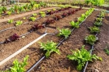 A Glimpse of What Lies Ahead for the Drip Irrigation Systems Market